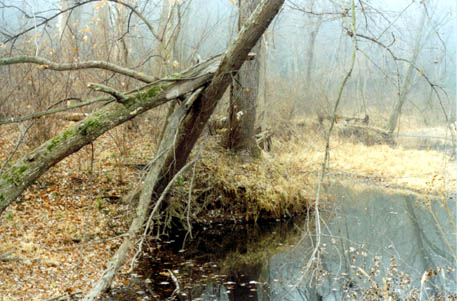 riverside mist